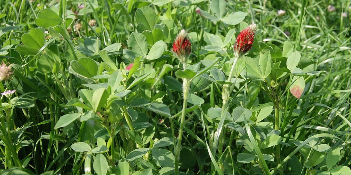 Clover flowers