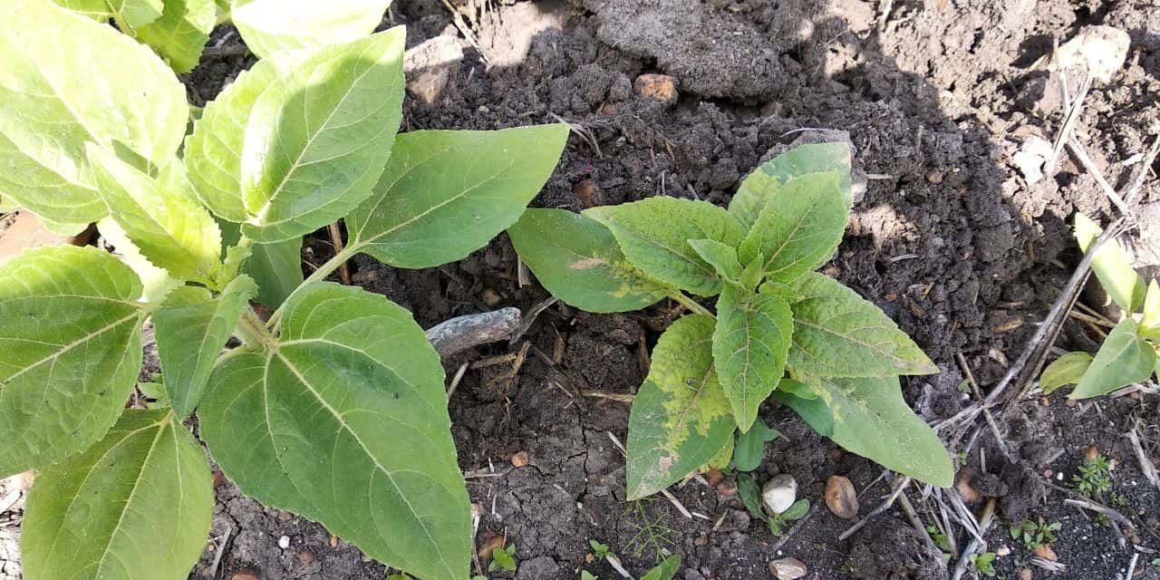 The Best Way to Sustainably Control Downy Mildew in Sunflower