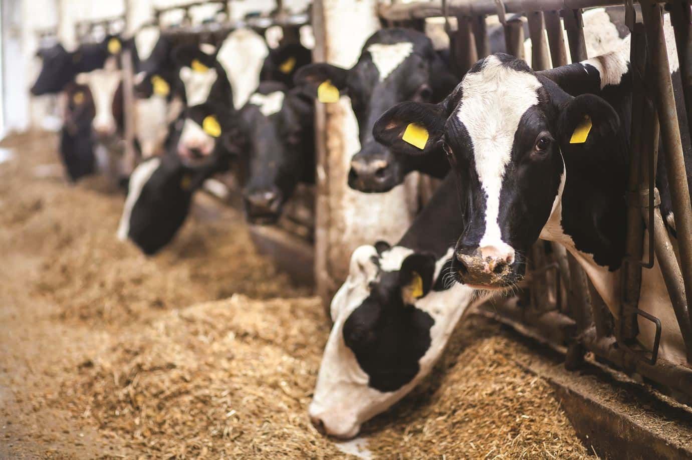 A Major Step Forward Towards Preventing Acidosis in Cows