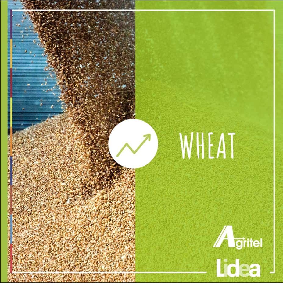 Discover the latest seeds trends and developments with Agritel & Lidea!
