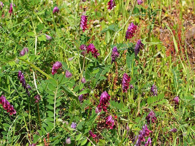 Purple vetch
Family: Fabaceae