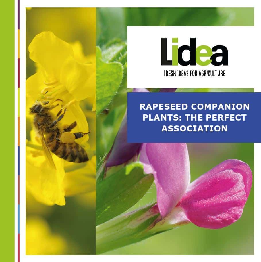 Rapeseed companion plants: the perfect association!