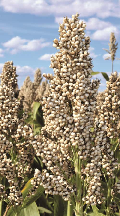 ARTISTA
WHITE MILK GRAIN
HYBRID SORGHUM
MID EARLY, 90-115 DAYS
