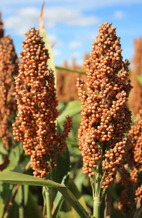 BALAGUERE
ORANGE GRAIN
HYBRID SORGHUM
MID LATE, 115-120 DAYS