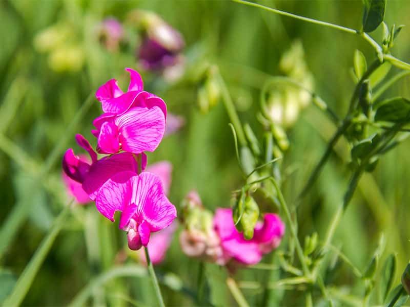 Common vetch
Family: Fabaceae