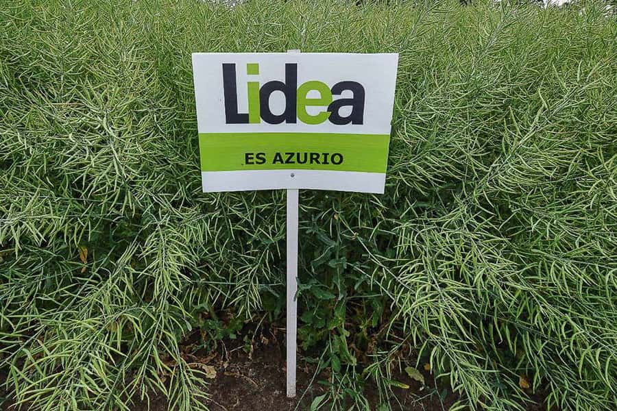 ES AZURIO HYBRID VARIETY WELL
ADAPTED TO THE EAST AREA
(CONTINENTAL CLIMATE)