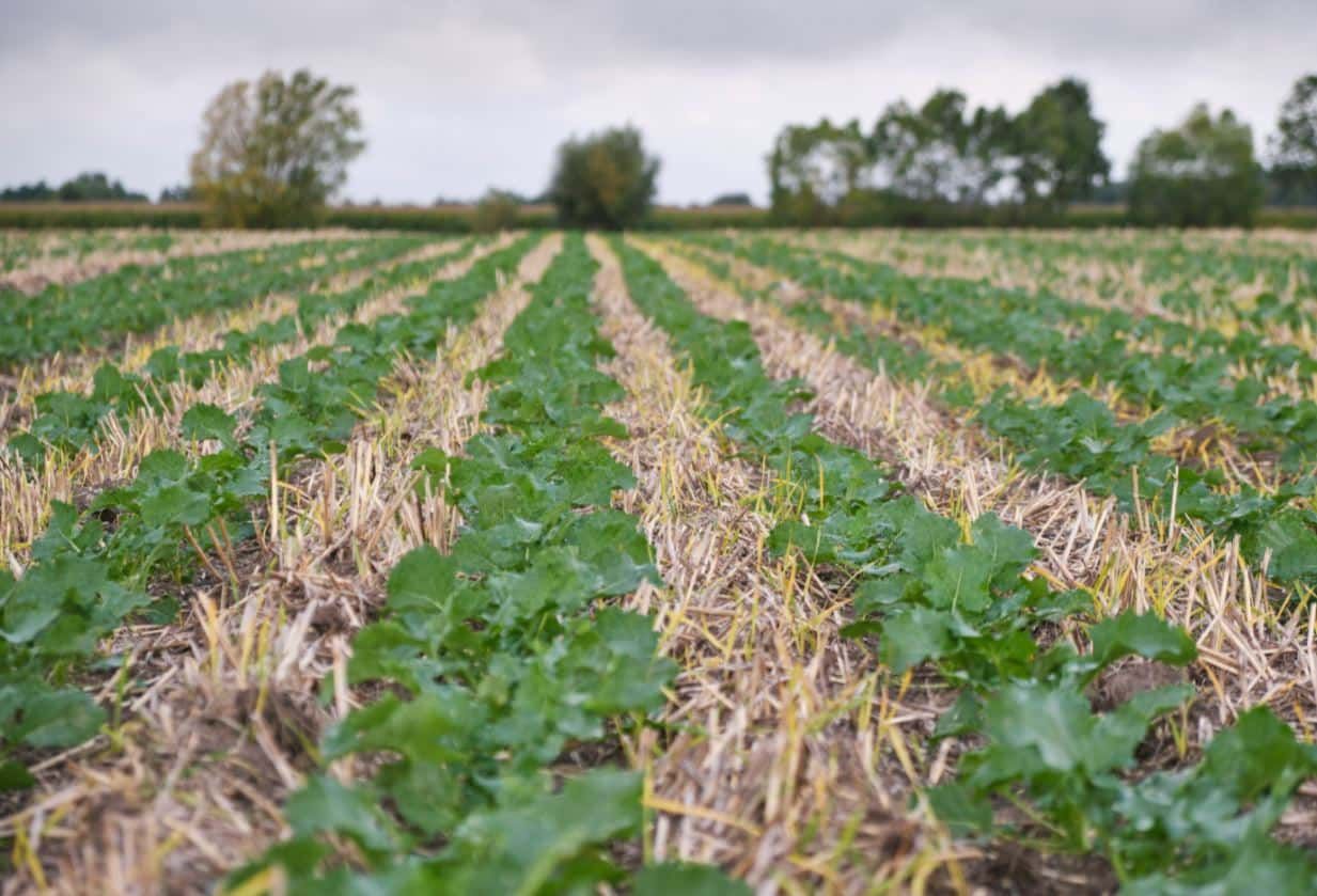 WINTER RAPE HYBRID ASSOCIATED WITH A
POLLEN BEETLE PROTECTION. READY-TO -USE MIX.