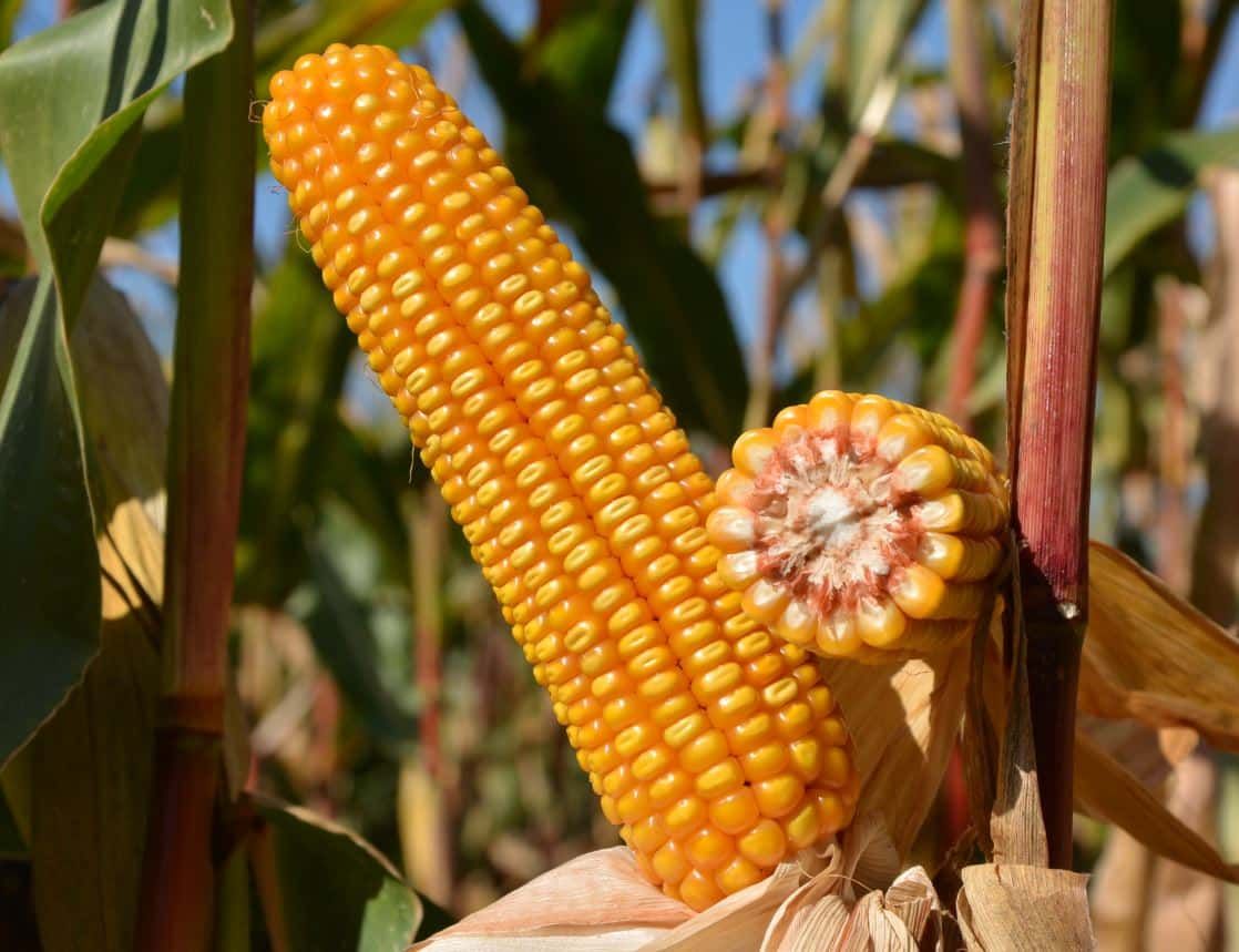 ES CREATIVE, EARLY MAIZE VARIETY