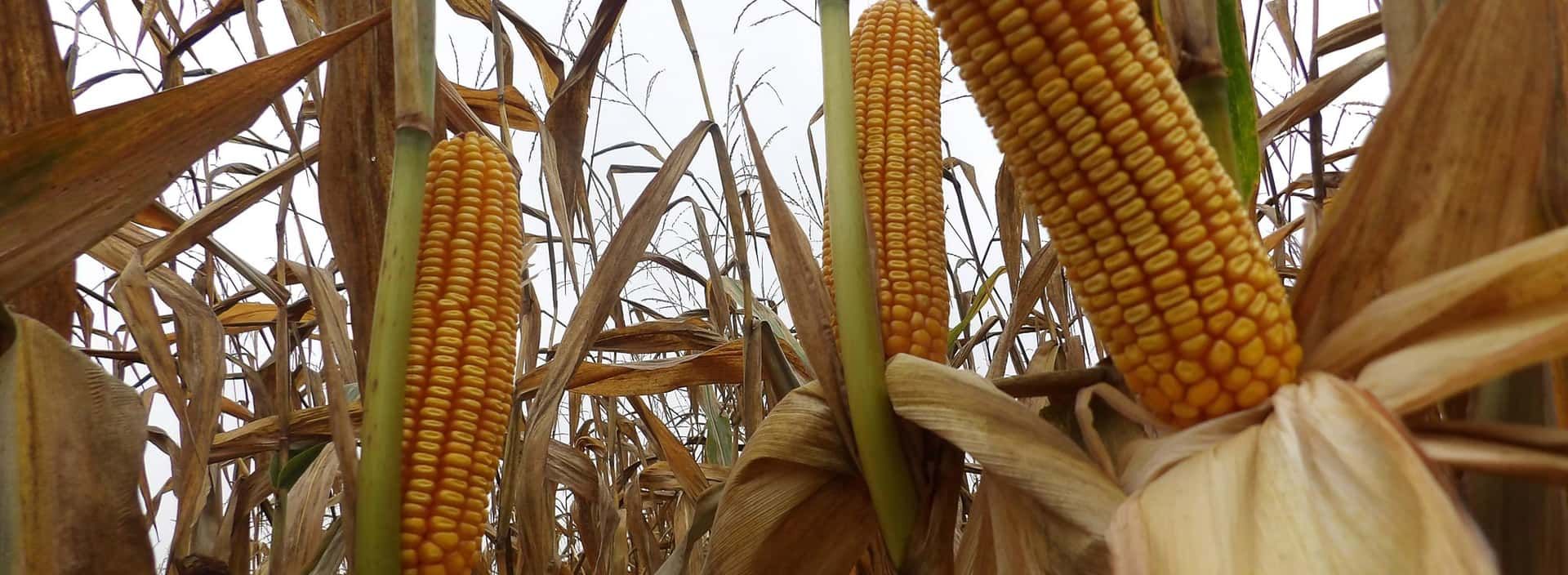 Corn cob