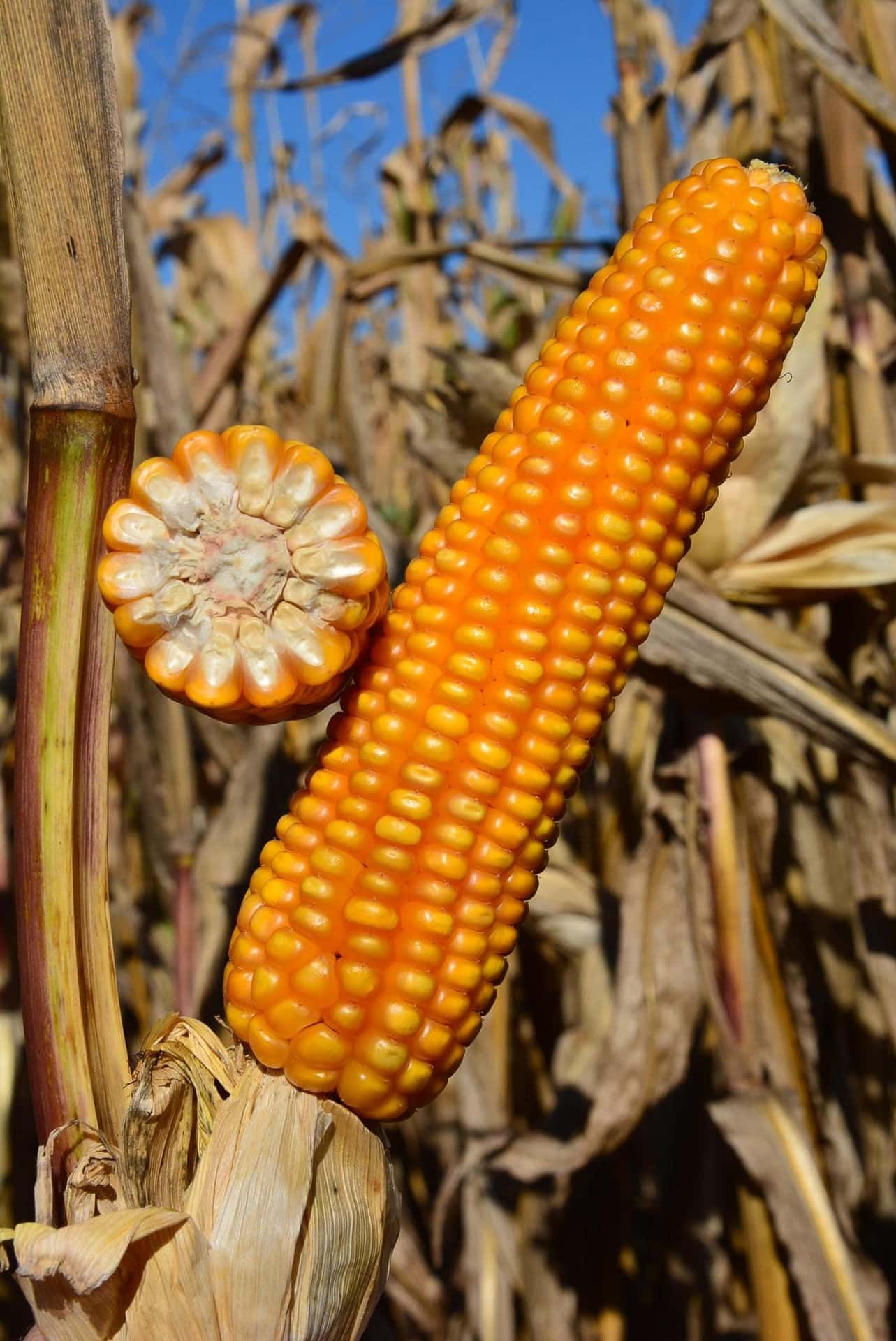 ES HUBBLE
VERY EARLY MAIZE