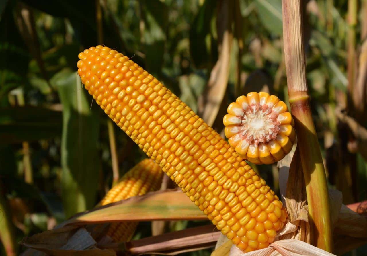 ES METHOD MID-EARLY MAIZE VARIETY