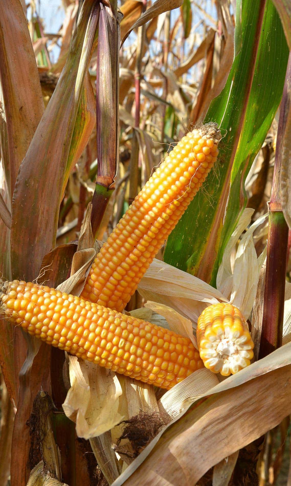 ES PEPPONE
MID-EARLY MAIZE