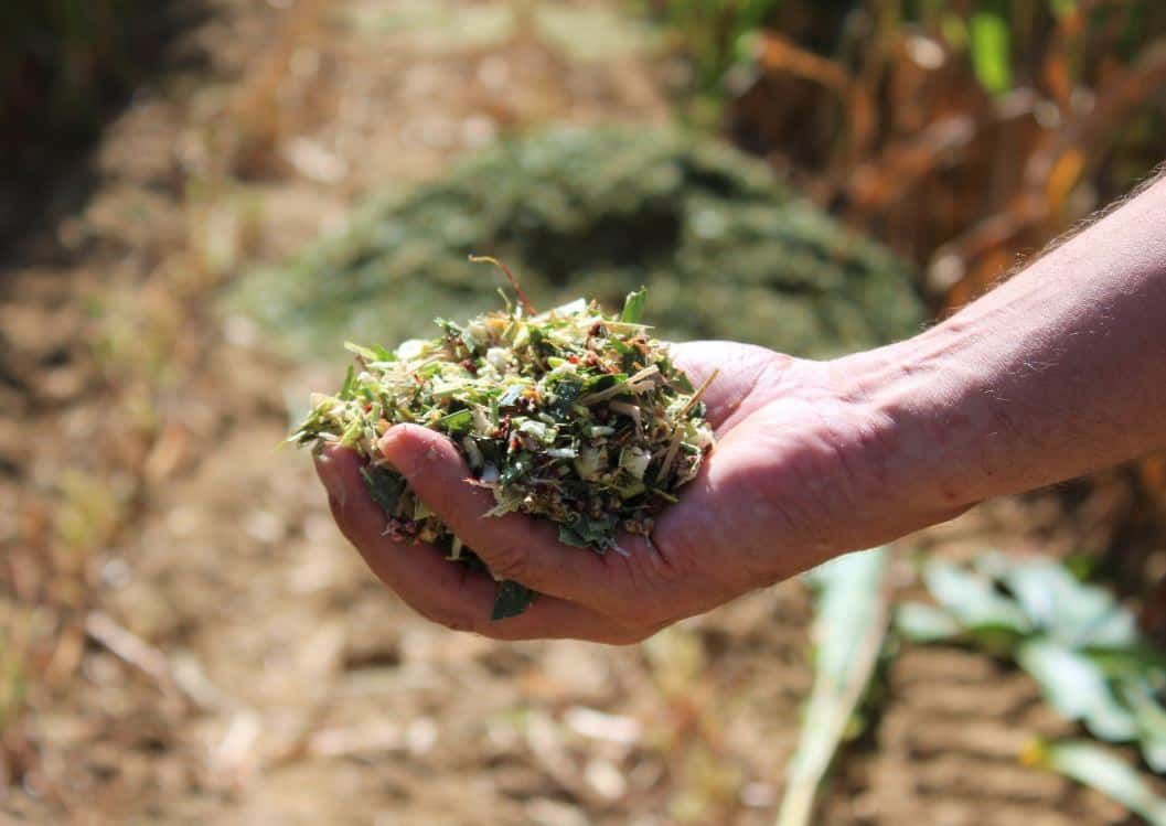 RHODES
FORAGE BMR GRAIN HYBRID
MONOCUTTING SILAGE
MID LATE, 115-120 DAYS