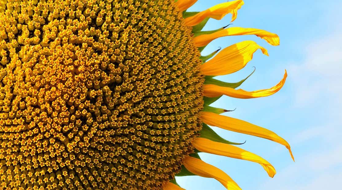 Sunflower
Family: Asteraceae
