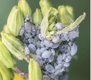 picture of aphids on a rapseed