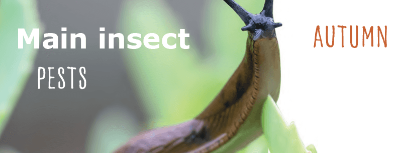 introduction image for main insect pests in autumn for rapeseed