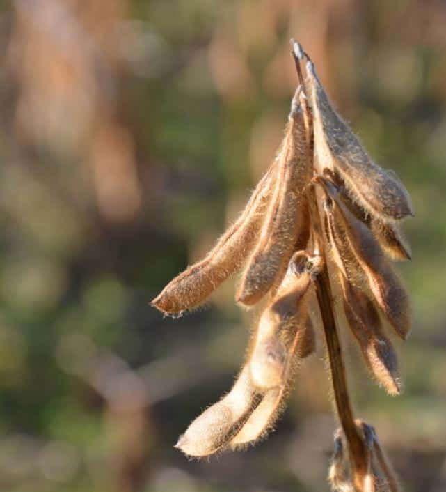 LID CONSTRUCTOR - 00
SOYBEAN EARLY GROUP