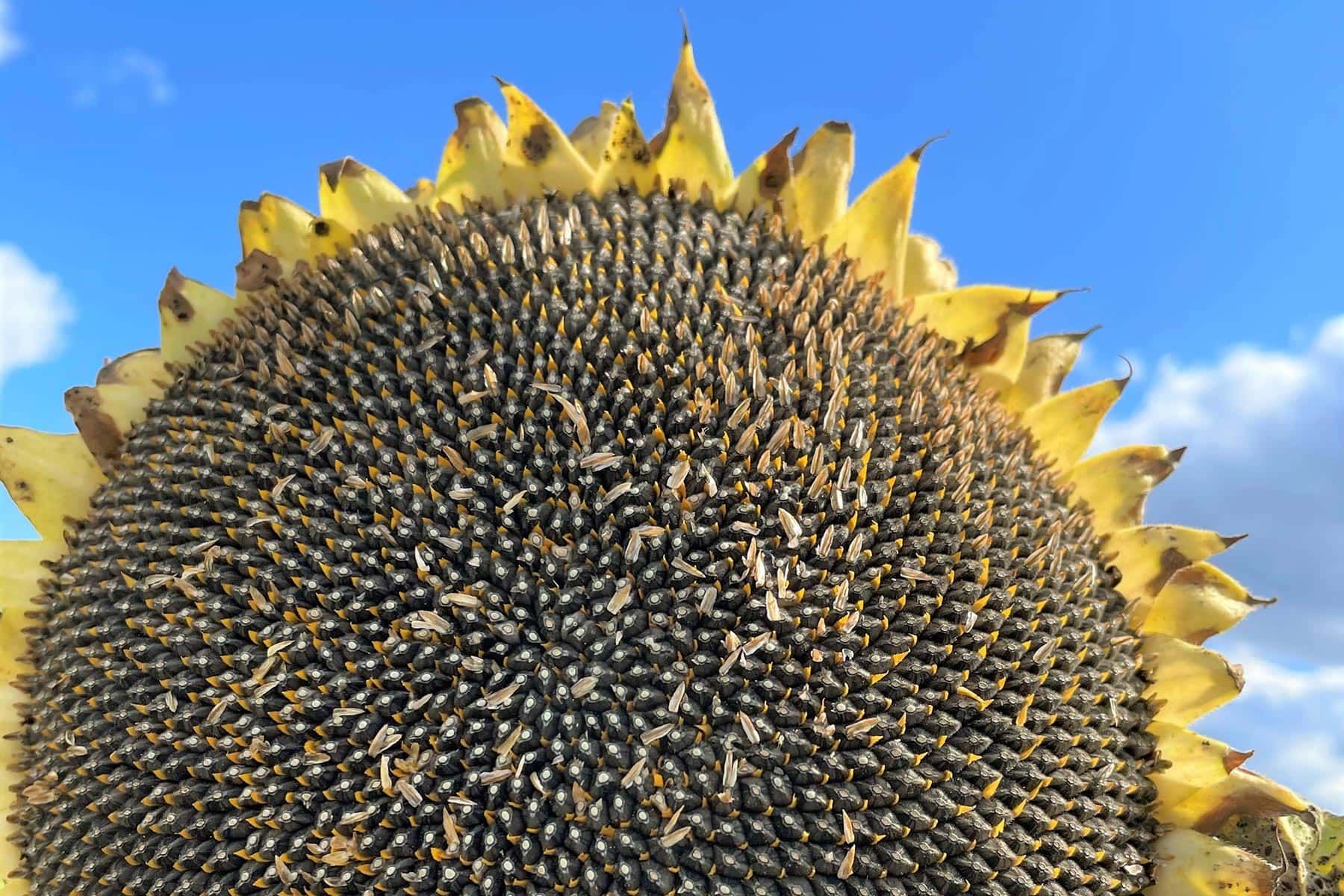 flower of a sunflower in a field