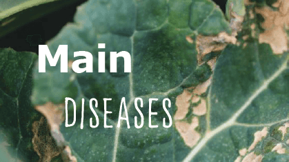 introduction picture for main diseases