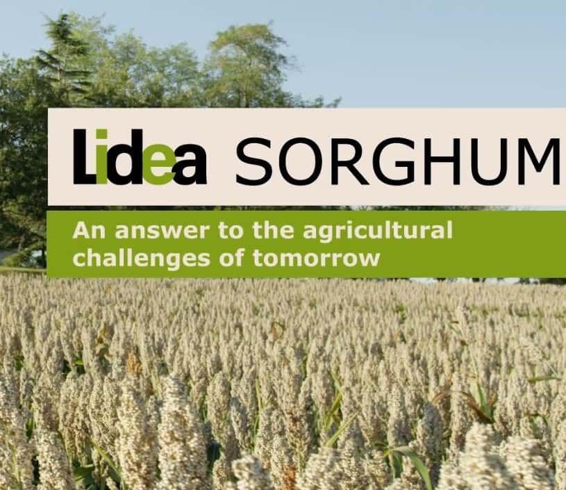 Lidea sorghum, an answer to the agricultural challenges of tomorrow