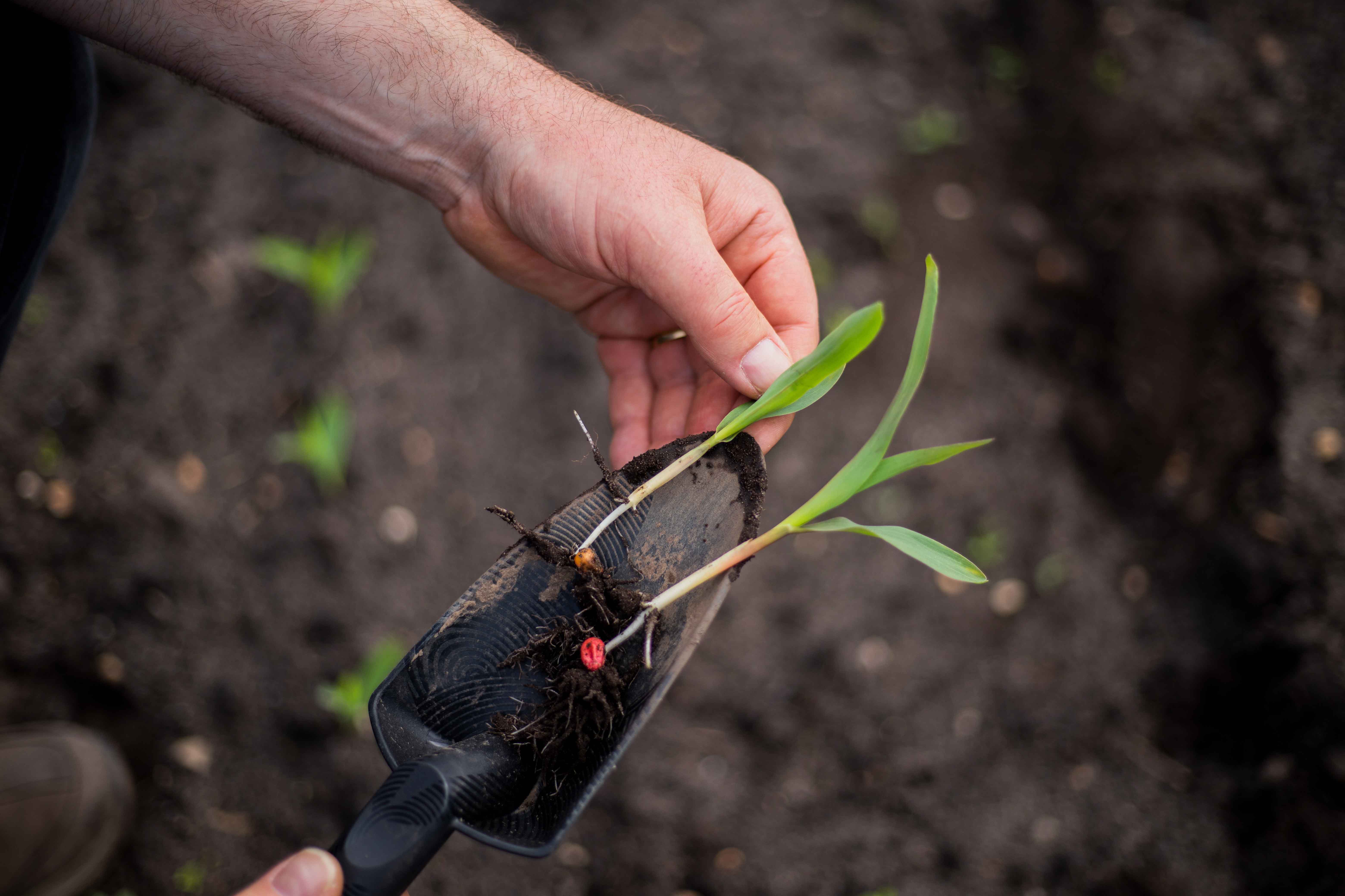 comparison between two maize shoots: with and without Boost & Go