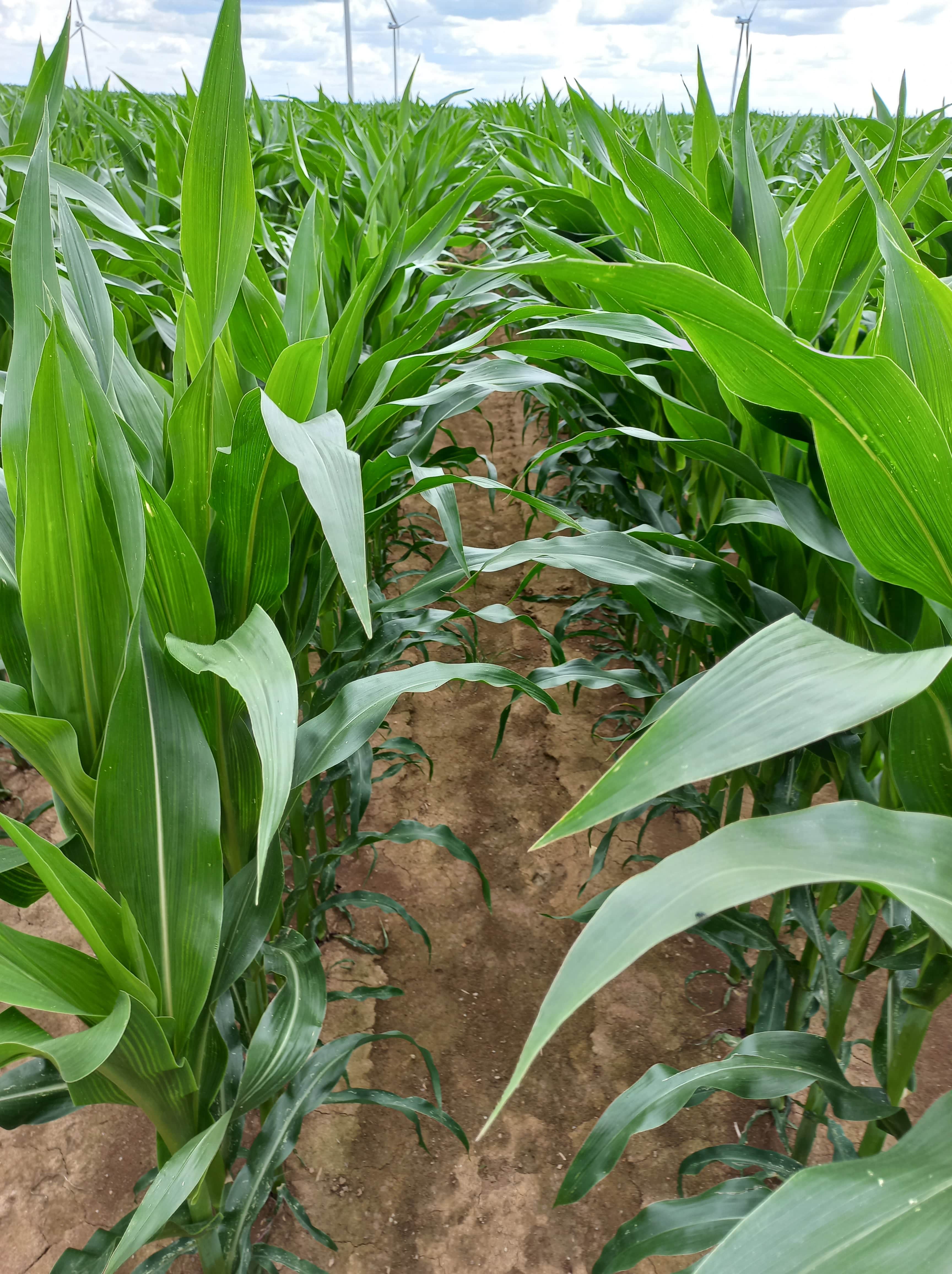 LID3910C
MID-EARLY MAIZE
