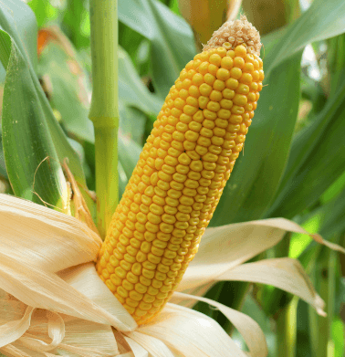 LATE MAIZE HYBRID with CACTUS label