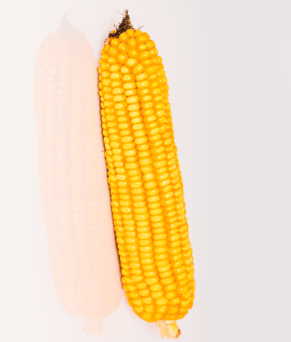 EARLY MAIZE