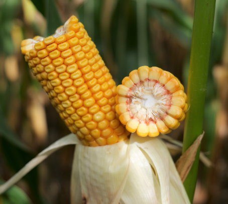 MID-EARLY MAIZE