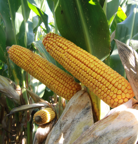 MID-EARLY MAIZE