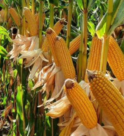 VERY LATE MAIZE