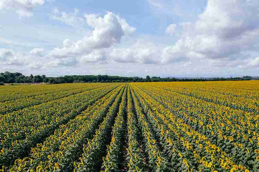 Lidea continues its international expansion
